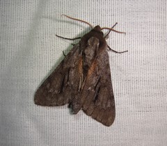Lapara coniferarum
