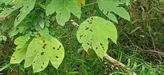 Macaranga bancana