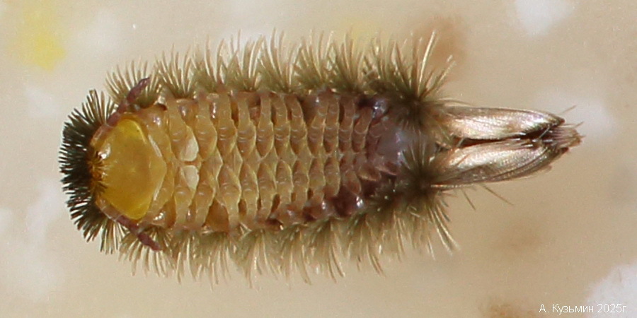 Кистехвост Обыкновенный (Polyxenus lagurus)