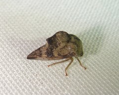 Telamonini