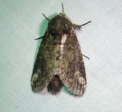 Heterocampa obliqua