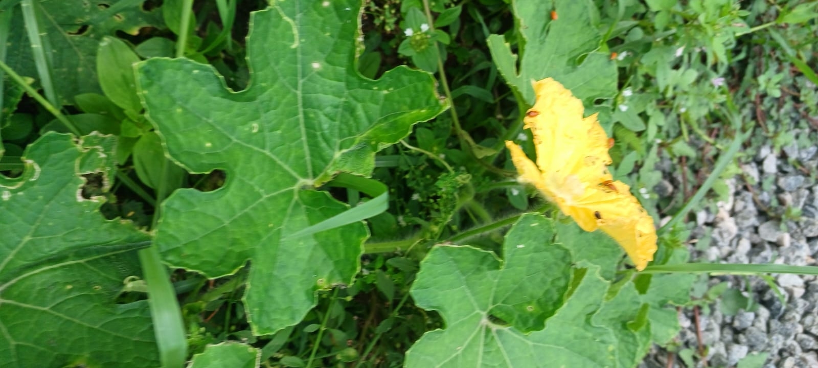 Photo by white_cheeked_barbet via iNaturalist (Copyright white_cheeked_barbet)