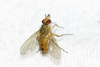 Genea - Photo (c) Owen Strickland, some rights reserved (CC BY), uploaded by Owen Strickland