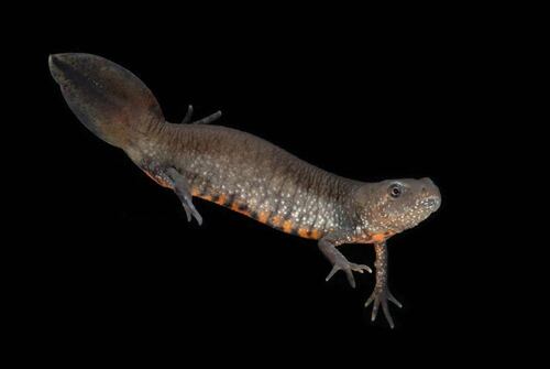 Danube Crested Newt, Pamhagen, Österreich, photo 10 of 10