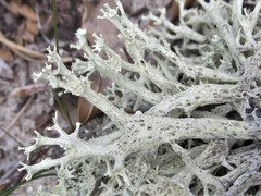 Cladonia boryi
