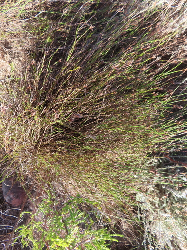 Image of Restio capensis by (c) linkie, some rights reserved (CC BY)