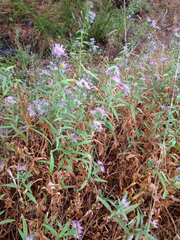 Symphyotrichum spathulatum intermedium