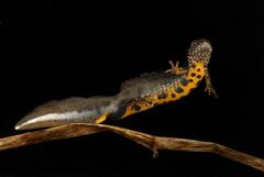 Danube Crested Newt photo 3