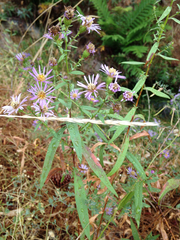 Symphyotrichum spathulatum intermedium