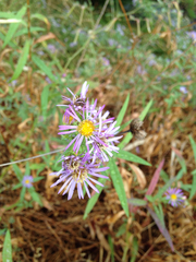 Symphyotrichum spathulatum intermedium