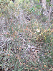 Allocasuarina pusilla