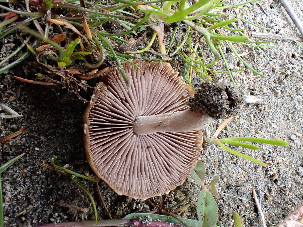 Psathyrella ammophila · April 2025 · photo: © arnim (iNaturalist, cc-by)