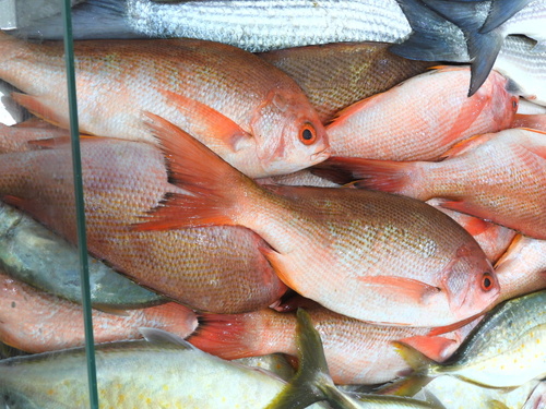 Fusilier (Pinjalo pinjalo) — Lutjanidae