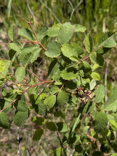 Rosa californica