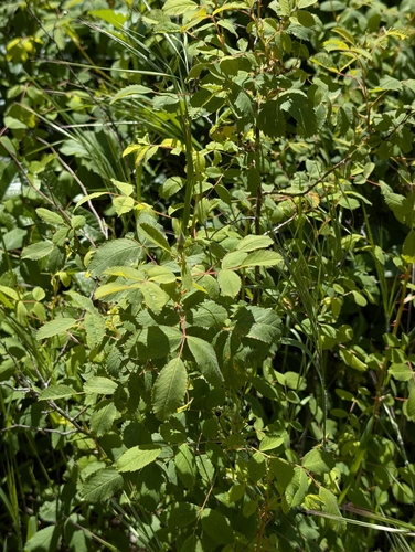 Rosa californica