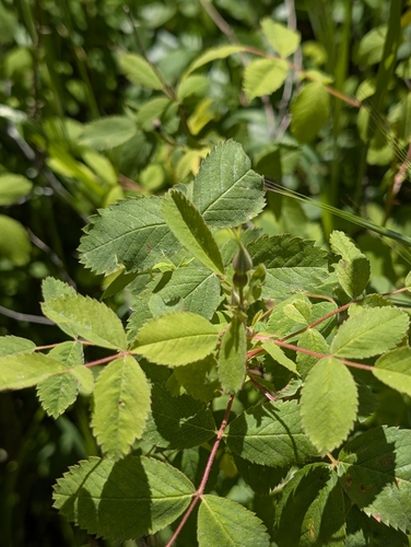 Rosa californica