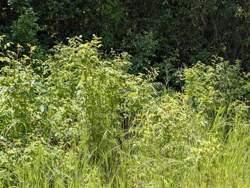 Rosa californica