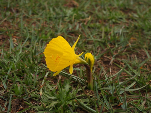 Narcissus jeanmonodii