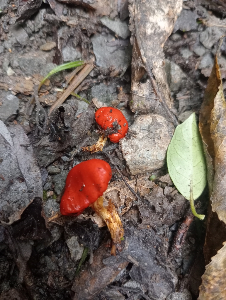 Leratiomyces erythrocephalus · April 2025 · photo: © john_barkla (iNaturalist, cc0)