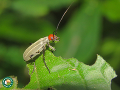 Epicauta philaemata