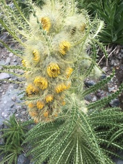 Cirsium funkiae