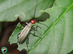 Epicauta philaemata