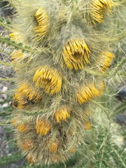 Cirsium funkiae