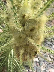 Cirsium funkiae