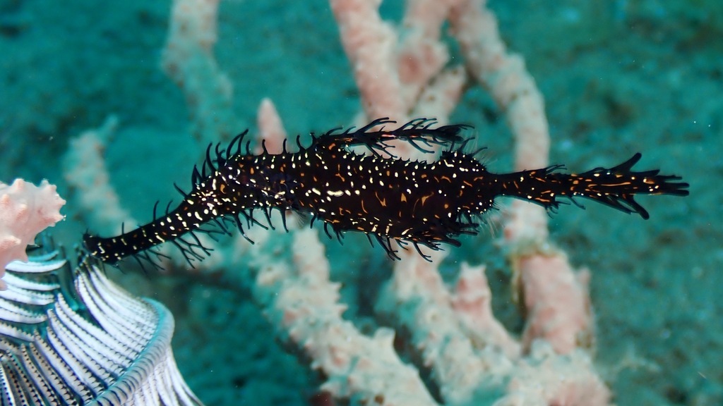 Ghost Pipefish