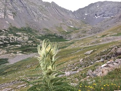 Cirsium funkiae