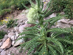 Cirsium funkiae
