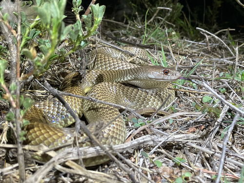 Mulga Snake sighting