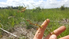 Rhynchospora inexpansa