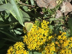 Colias meadii