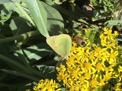 Colias meadii