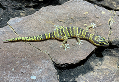 Gracile Velvet Gecko photo 3