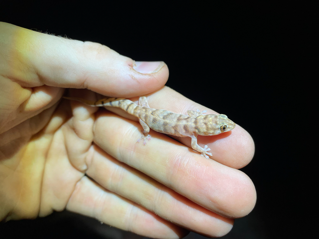 Crescent-Marked Pilbara Dtella