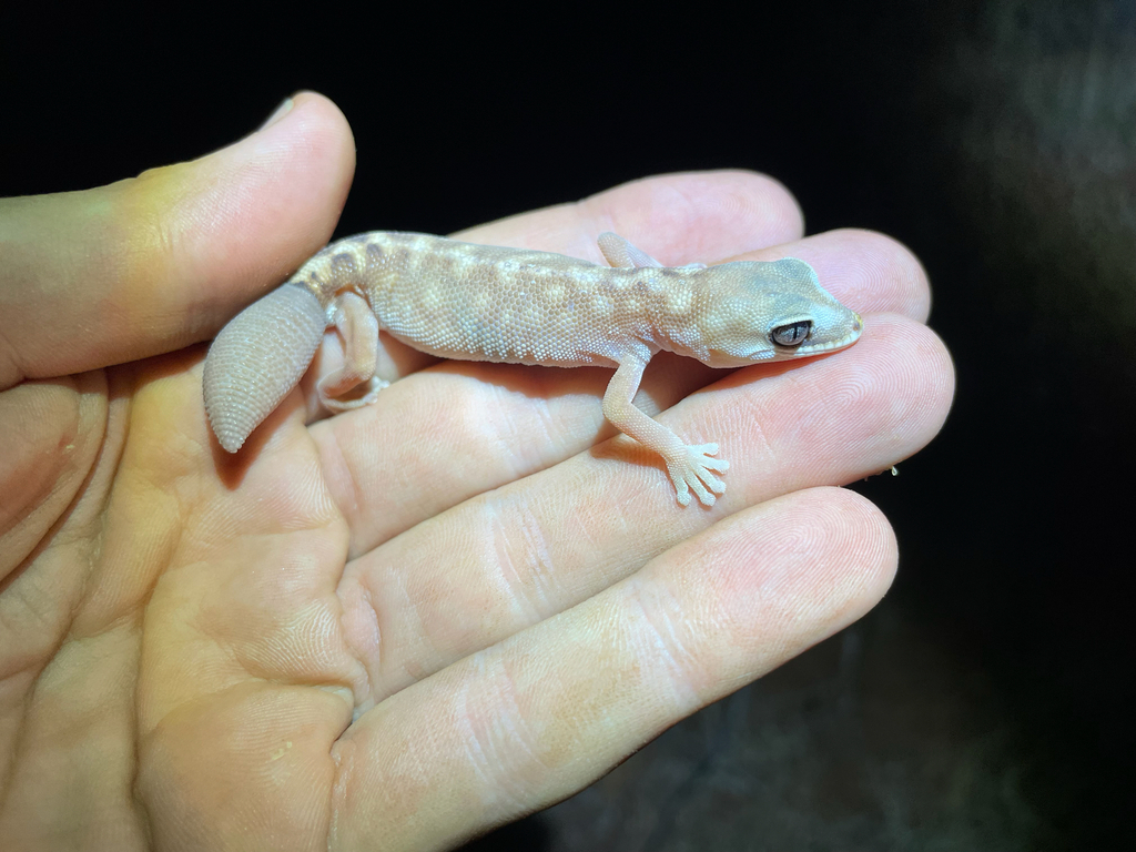 Mitchell's Stone Gecko