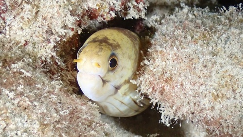 Banded moray (Echidna polyzona) — Muraenidae — 3