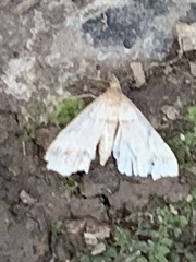 Chytolita morbidalis