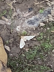 Chytolita morbidalis