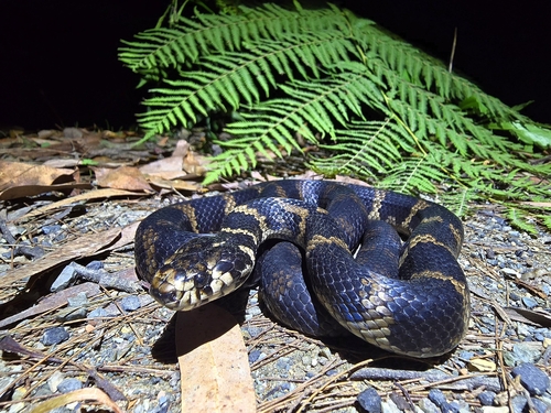 Stephens' Banded Snake