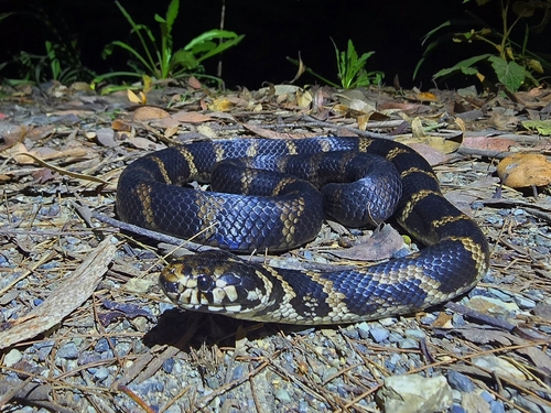 Stephens' Banded Snake