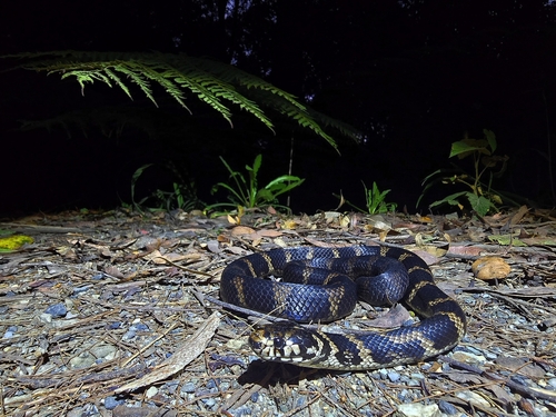 Stephens' Banded Snake