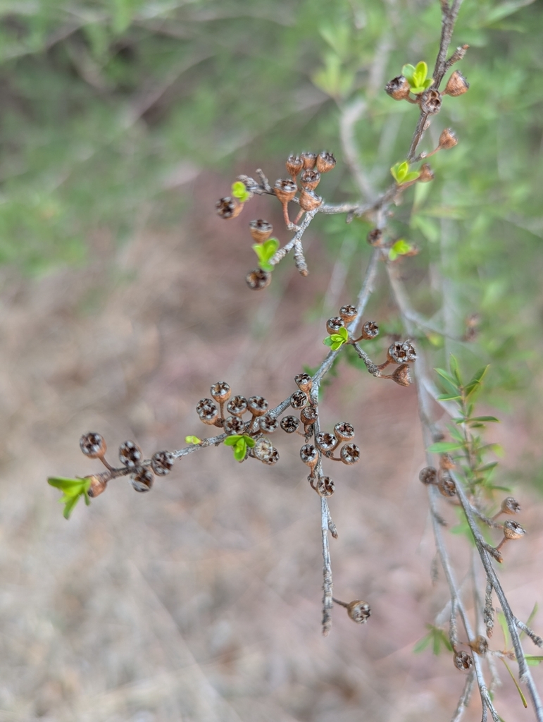 Something from Darnum, Darnum VIC 3822, Australia on April 29, 2025 at ...