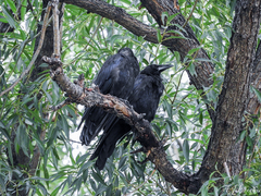Corvus corax