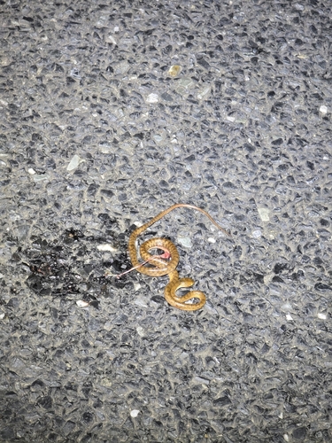 Brown Tree Snake sighting