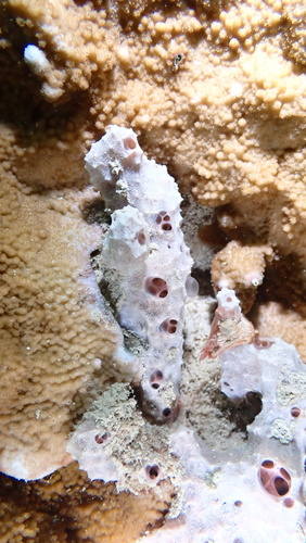 Dysidea observed 2025-04-28