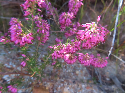 Image of Erica nudiflora by (c) linkie, some rights reserved (CC BY)