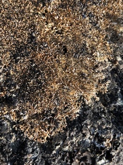 Sphaerophorus fragilis